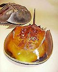 limule Tachypleus gigas
